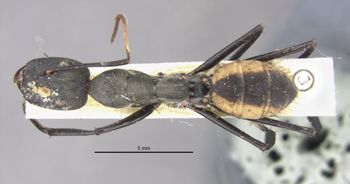Media type: image;   Entomology 21633 Aspect: habitus dorsal view
